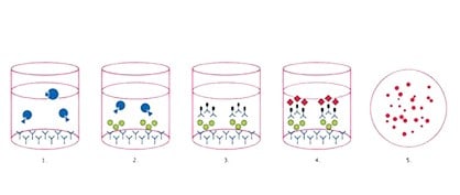 Optimize your ELISpot Assay